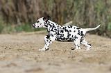 DALMATIEN 017